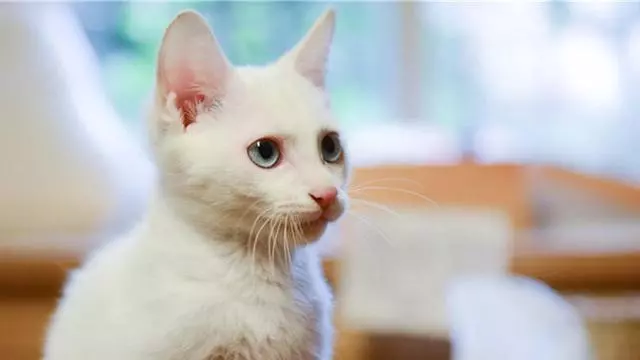 貓咪犯錯時,主人該怎麼教育?