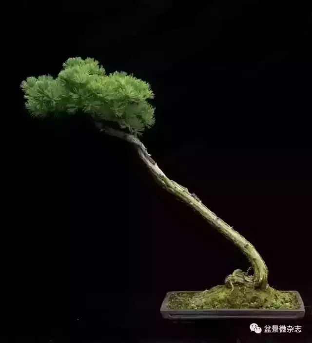 一組盆景作品欣賞 慢慢領悟盆景造型布局構圖