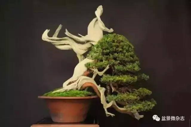 一組盆景作品欣賞 慢慢領悟盆景造型布局構圖