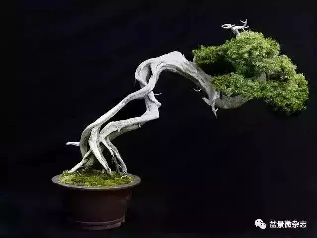 一組盆景作品欣賞 慢慢領悟盆景造型布局構圖