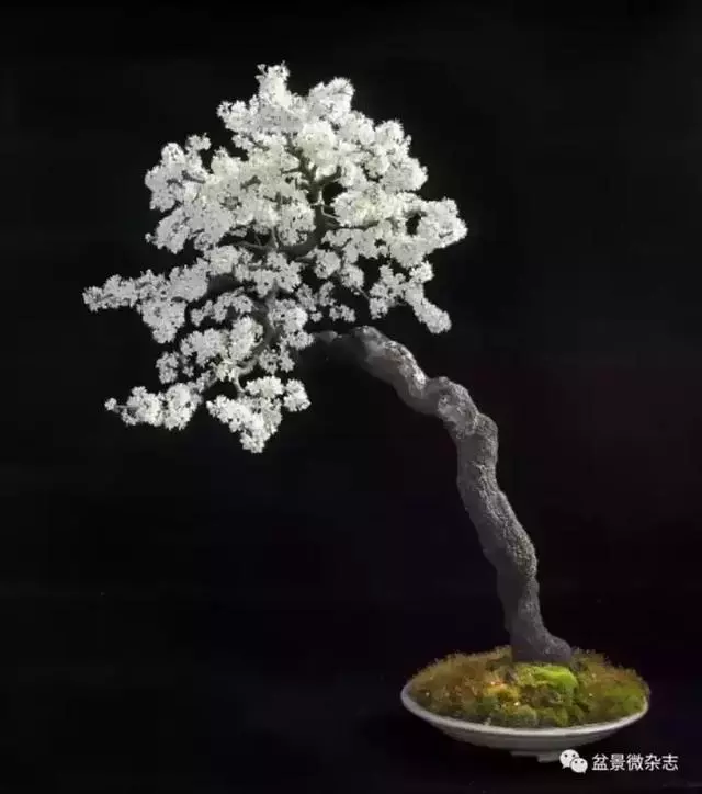 一組盆景作品欣賞 慢慢領悟盆景造型布局構圖