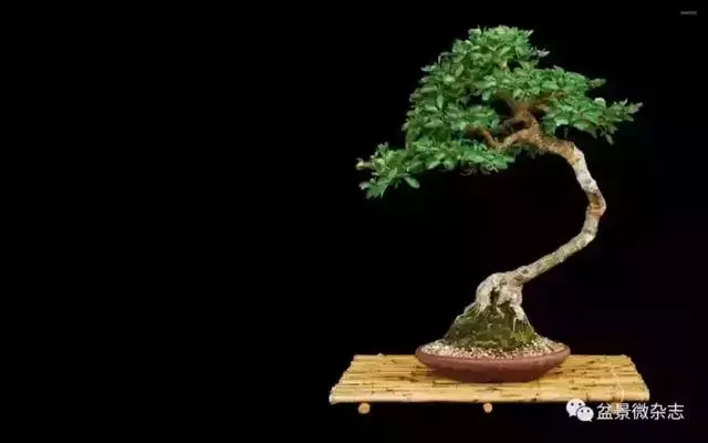 一組盆景作品欣賞 慢慢領悟盆景造型布局構圖