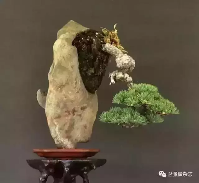 一組盆景作品欣賞 慢慢領悟盆景造型布局構圖