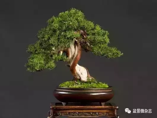 一組盆景作品欣賞 慢慢領悟盆景造型布局構圖