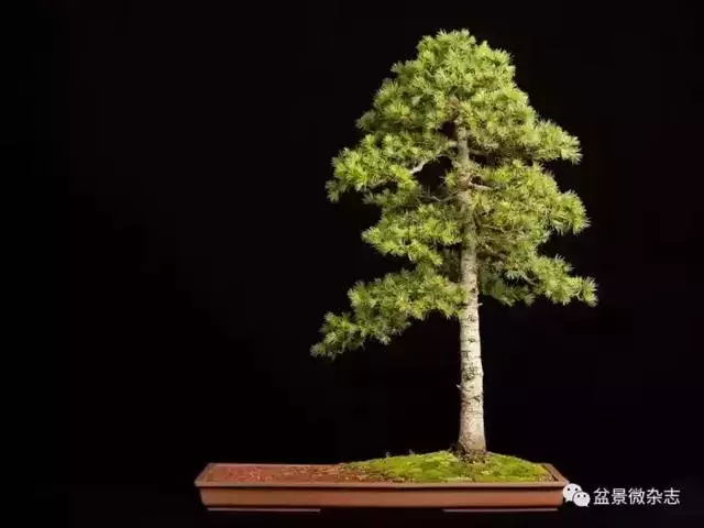 一組盆景作品欣賞 慢慢領悟盆景造型布局構圖