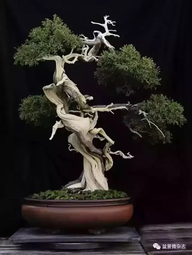 一組盆景作品欣賞 慢慢領悟盆景造型布局構圖