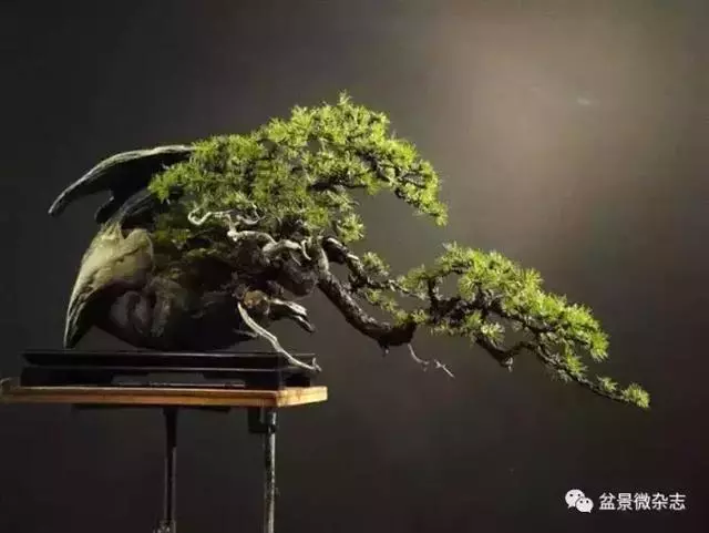 一組盆景作品欣賞 慢慢領悟盆景造型布局構圖
