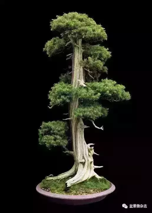 一組盆景作品欣賞 慢慢領悟盆景造型布局構圖