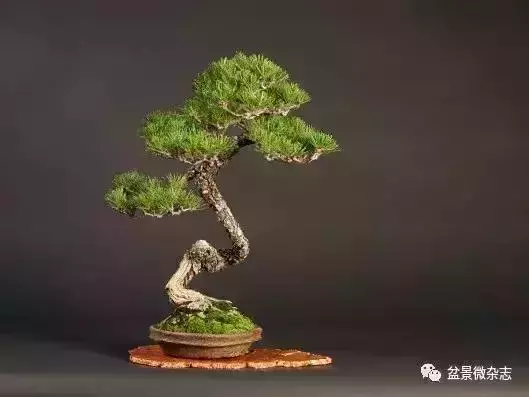 一組盆景作品欣賞 慢慢領悟盆景造型布局構圖