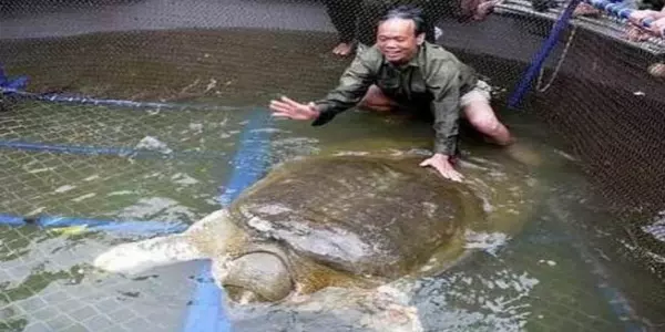 越南國寶級「神鱉」體重169公斤,年齡至少700歲,每次現身必有大事發生,但如今牠竟然...震驚所有人!!