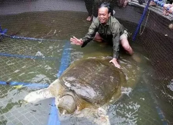 越南國寶級「神鱉」體重169公斤,年齡至少700歲,每次現身必有大事發生,但如今牠竟然...震驚所有人!!