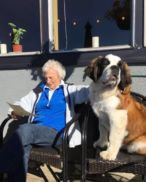 狗狗半路認親93歲獨居奶奶,天天敲門陪伴比孫子還孝順!
