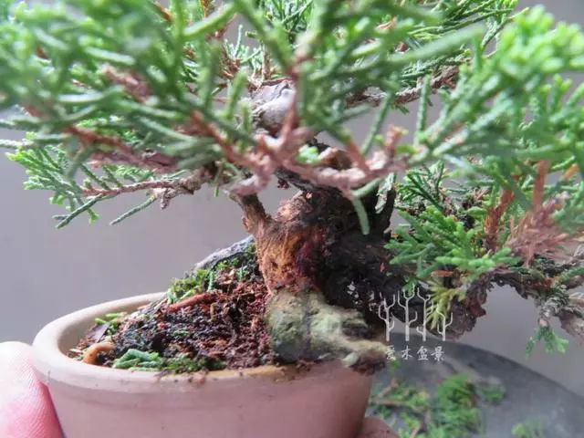 盆景植料的選擇和配製(1)