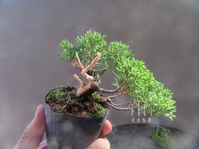 盆景植料的選擇和配製(1)