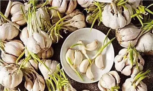 三種食物發芽一定要扔,而這三種東西發芽,不要扔,營養價值超高