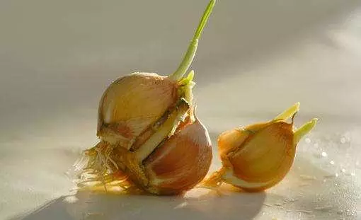 三種食物發芽一定要扔,而這三種東西發芽,不要扔,營養價值超高