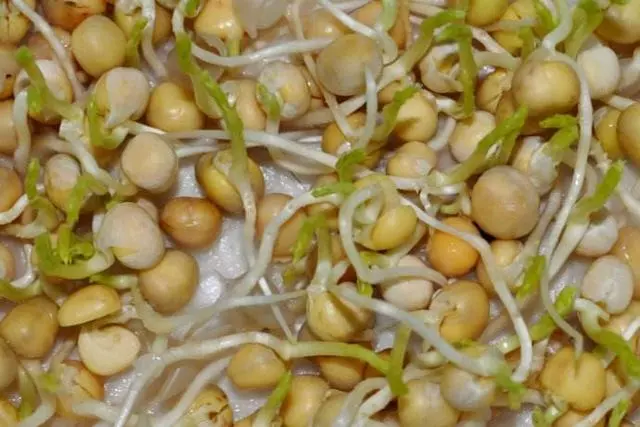 三種食物發芽一定要扔,而這三種東西發芽,不要扔,營養價值超高