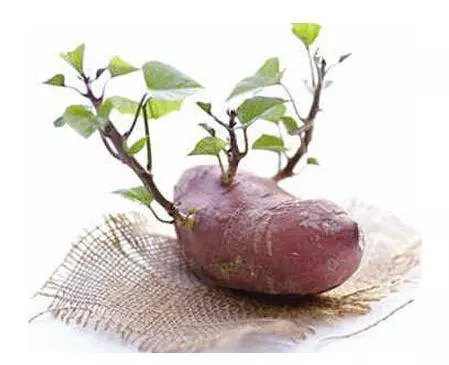 三種食物發芽一定要扔,而這三種東西發芽,不要扔,營養價值超高
