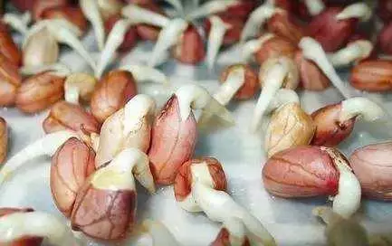三種食物發芽一定要扔,而這三種東西發芽,不要扔,營養價值超高