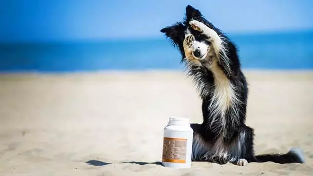 這個手術不羞恥,養狗的人要仔細考慮