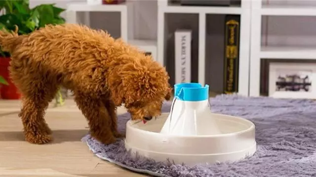 狗糧需要更換嗎?喂食竟有這麼多講究