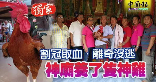 割冠取血·離奇沒逃 神廟養了隻神雞