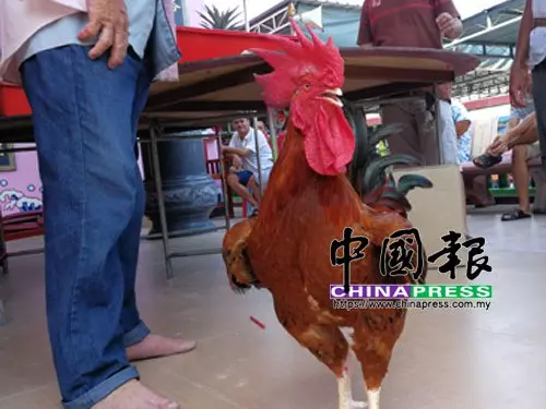割冠取血·離奇沒逃 神廟養了隻神雞
