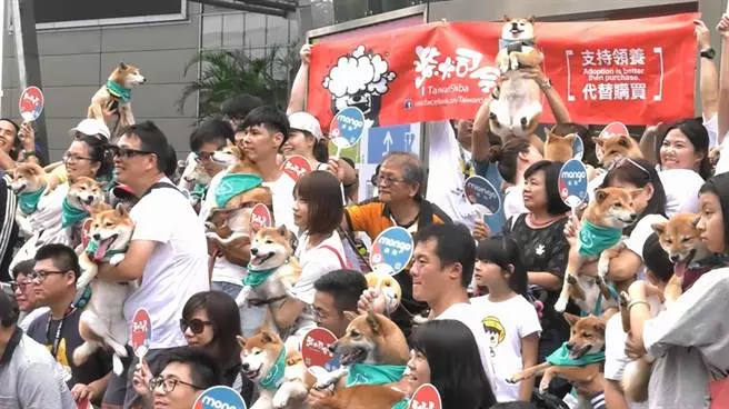 寵物展「寵」冠六宮!貓狗奴攜主子擠爆南港