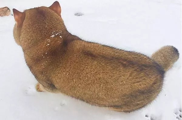 奶奶養大的?橘色銷魂大屁屁回頭:你以為我是柴犬喔?