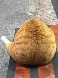 奶奶養大的?橘色銷魂大屁屁回頭:你以為我是柴犬喔?