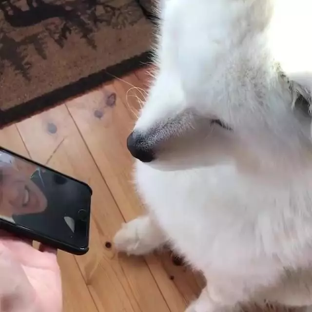 爸爸出差視頻,薩摩耶哭喊:老爸~我等的好苦,只能看卡通解悶啦