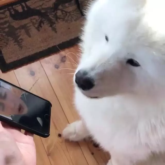 爸爸出差視頻,薩摩耶哭喊:老爸~我等的好苦,只能看卡通解悶啦