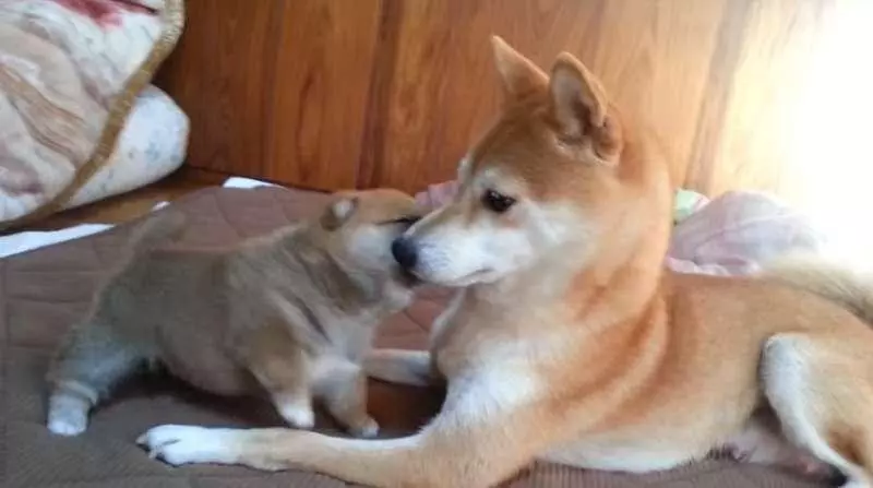 柴犬寶寶一直揮手手打臉 媽媽一站起來秒變孬:對不起嘛~