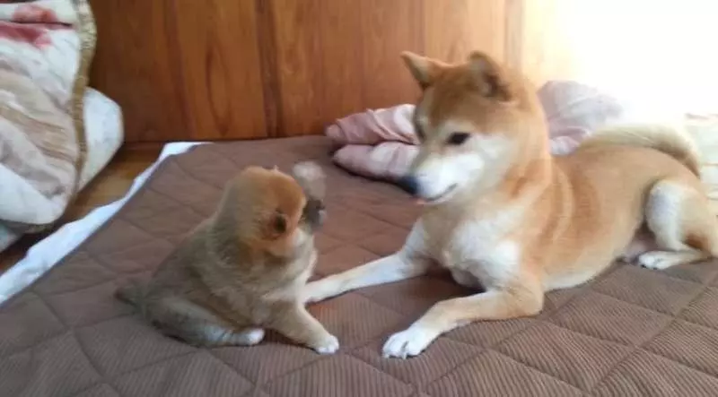 柴犬寶寶一直揮手手打臉 媽媽一站起來秒變孬:對不起嘛~