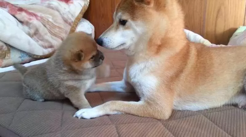 柴犬寶寶一直揮手手打臉 媽媽一站起來秒變孬:對不起嘛~