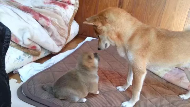 柴犬寶寶一直揮手手打臉 媽媽一站起來秒變孬:對不起嘛~