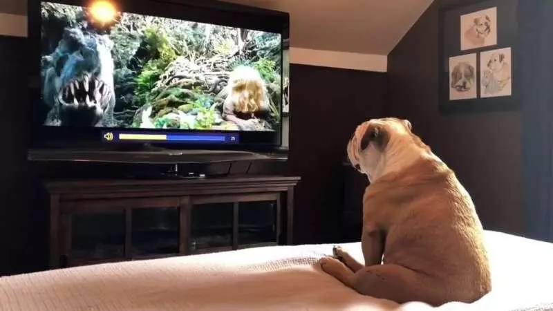 鬥牛犬超認真在看《金剛》 「英雄救美」瞬間它竟然跳起來歡呼