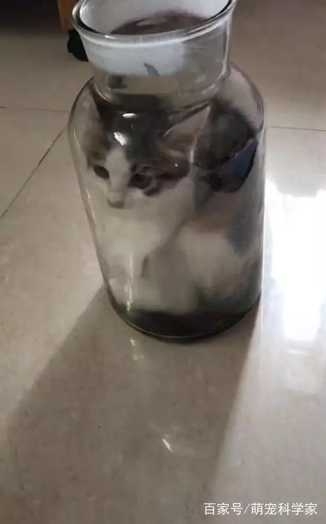 網友回家找不到愛貓,聽到貓叫過來一看,笑到扶牆走