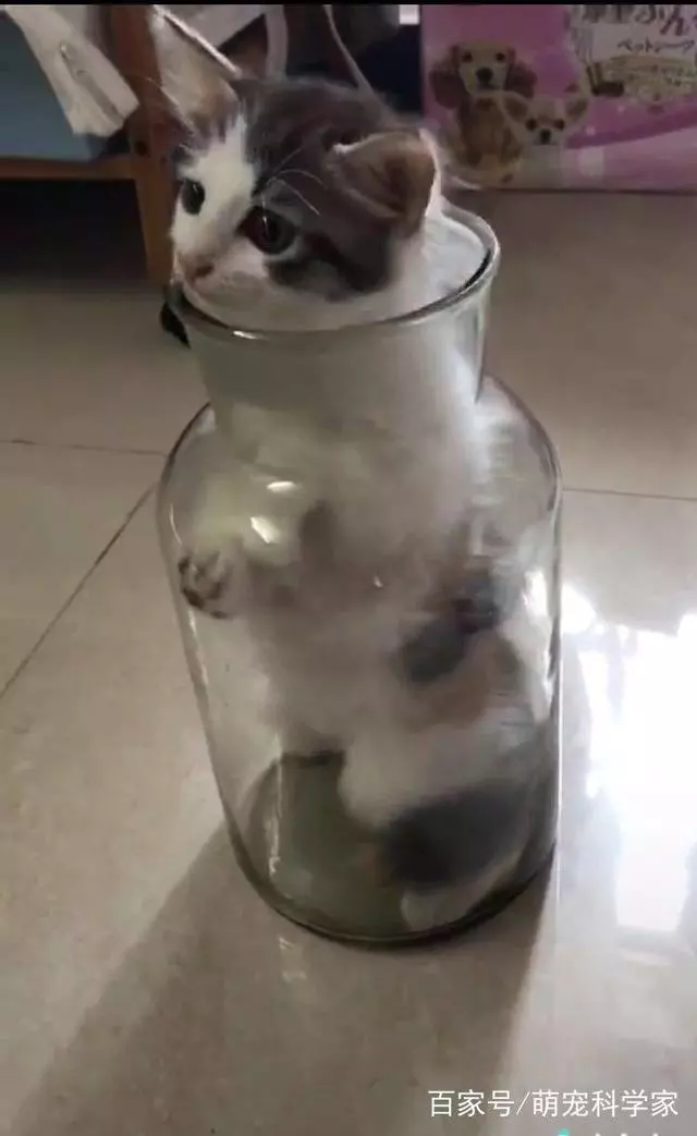 網友回家找不到愛貓,聽到貓叫過來一看,笑到扶牆走