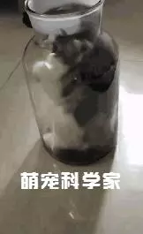 網友回家找不到愛貓,聽到貓叫過來一看,笑到扶牆走