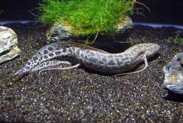 世界上最牛的魚:生活在42度高溫的沙漠,無水可存活4年!