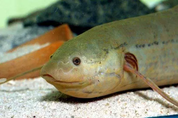 世界上最牛的魚:生活在42度高溫的沙漠,無水可存活4年!
