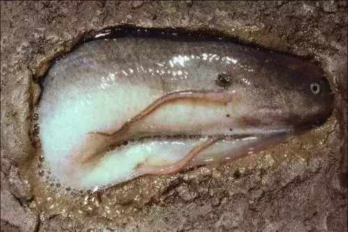 世界上最牛的魚:生活在42度高溫的沙漠,無水可存活4年!