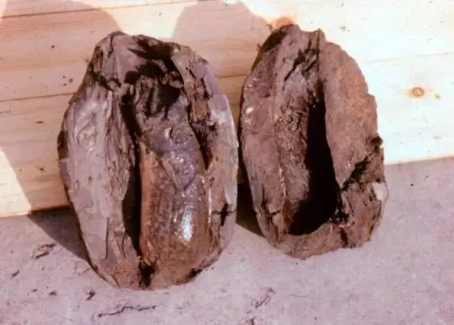 世界上最牛的魚:生活在42度高溫的沙漠,無水可存活4年!