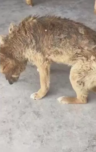 老狗為主人貢獻一生,老的走路都不穩了晚年生活讓人落淚
