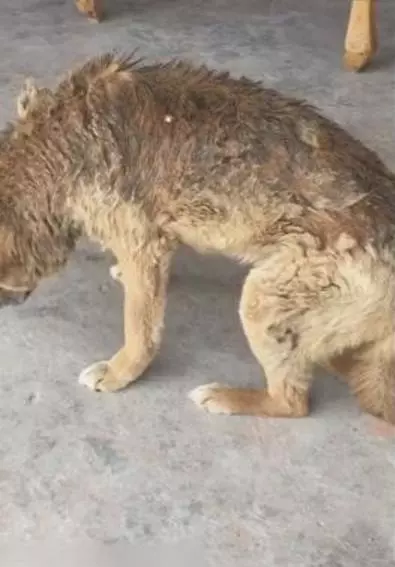 老狗為主人貢獻一生,老的走路都不穩了晚年生活讓人落淚
