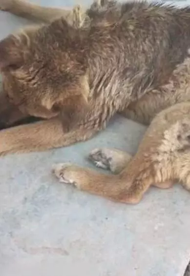 老狗為主人貢獻一生,老的走路都不穩了晚年生活讓人落淚