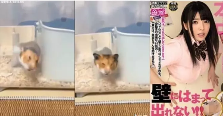 小老鼠調皮亂鑽不小心「卡牆」! 一半在里一半在外掙扎... 網驚:好像在哪有看過?(影)