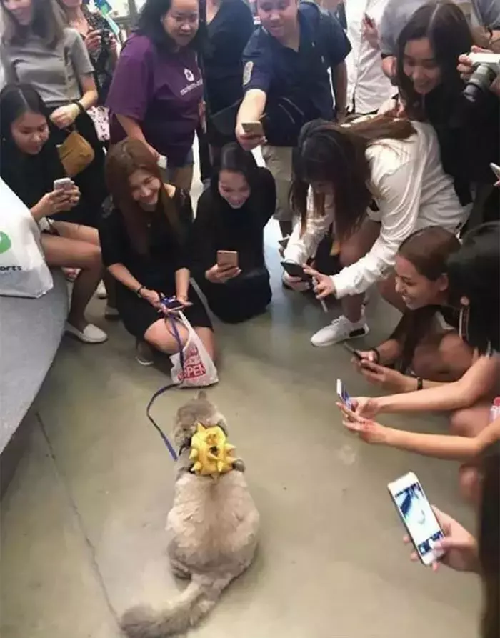 網路上人氣超高的肥貓「洗澡時長這樣」,真身一現形網友們都超想跟他來一張合照啊!