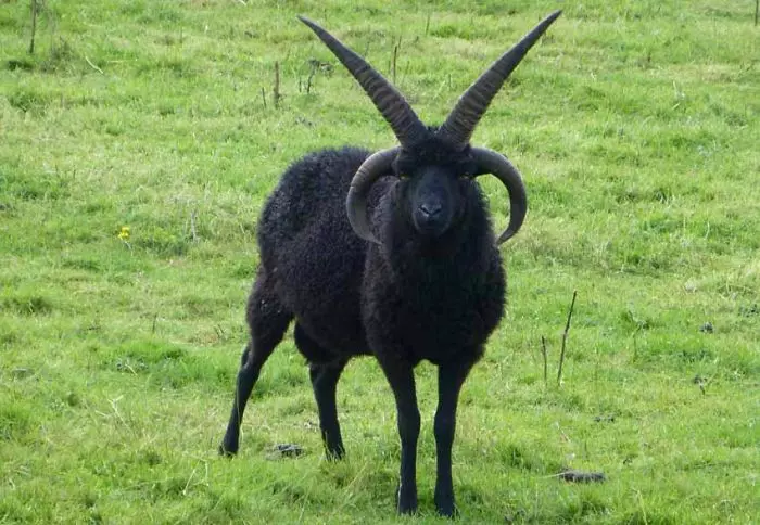 30隻平常一定都「在重金屬搖滾樂團兼差」的霸氣外露黑色系小動物!